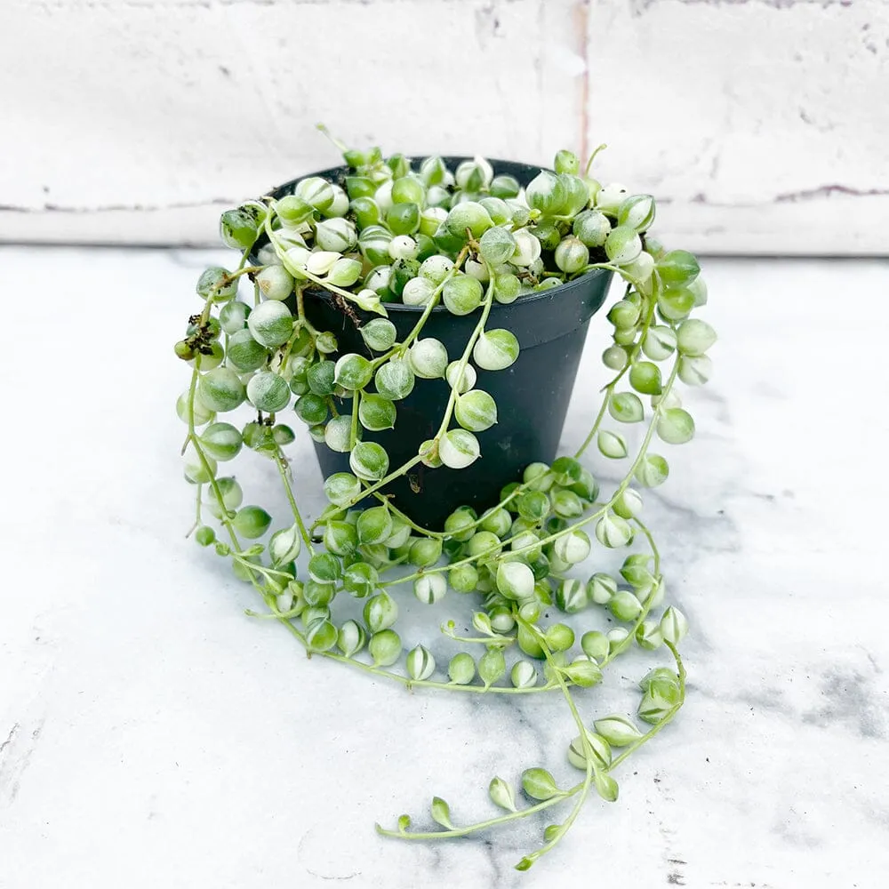 10 - 15cm Variegated String of Pearls Senecio Rowleyanus 8cm Pot House Plant