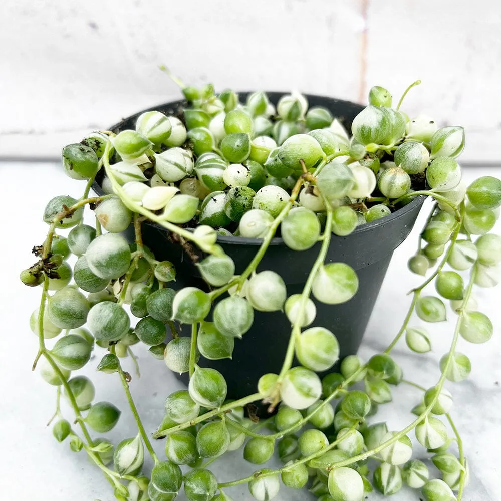 10 - 15cm Variegated String of Pearls Senecio Rowleyanus 8cm Pot House Plant