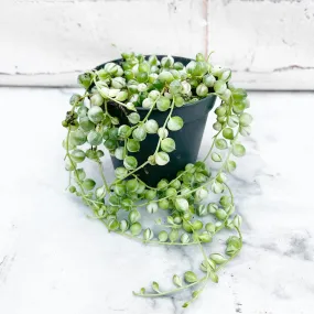 10 - 15cm Variegated String of Pearls Senecio Rowleyanus 8cm Pot House Plant 10 - 15cm Variegated String of Pearls Senecio Rowleyanus 8cm Pot House Plant