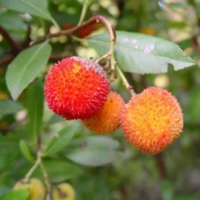 Arbutus unedo - Strawberry Tree Arbutus unedo - Strawberry Tree