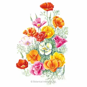 Mission Bells California Poppy Seeds Mission Bells California Poppy Seeds